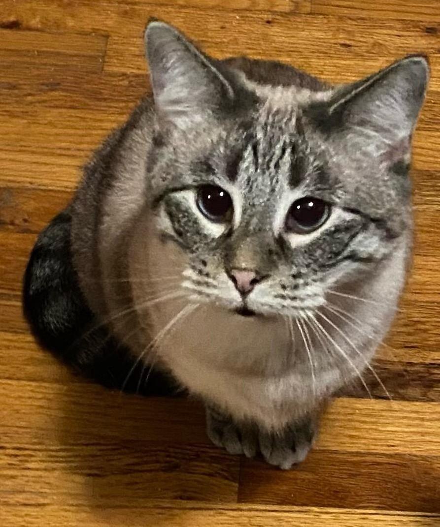 Willow ADOPTED:), adopted, Adult Female Siamese.