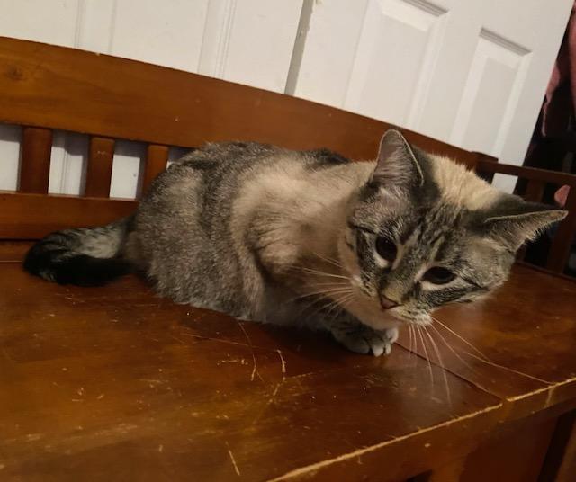 Willow*ADOPTION*PENDING