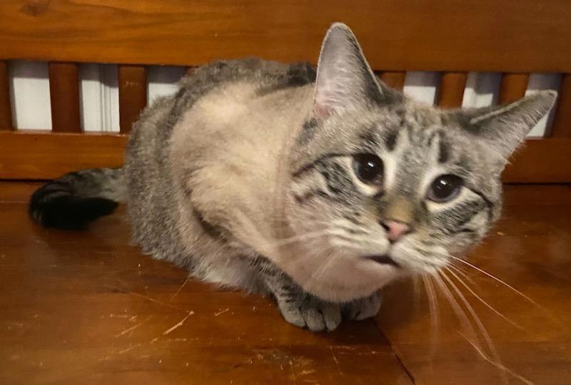 Enlarge Willow ADOPTED:), an adopted Siamese in Waverly, IA image 4/4