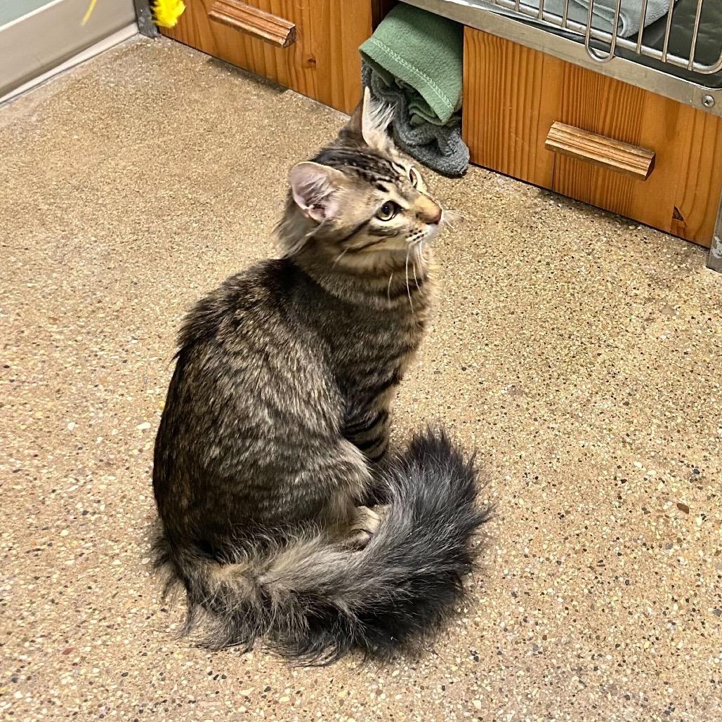 Armani (c2025) — thumbnail 2