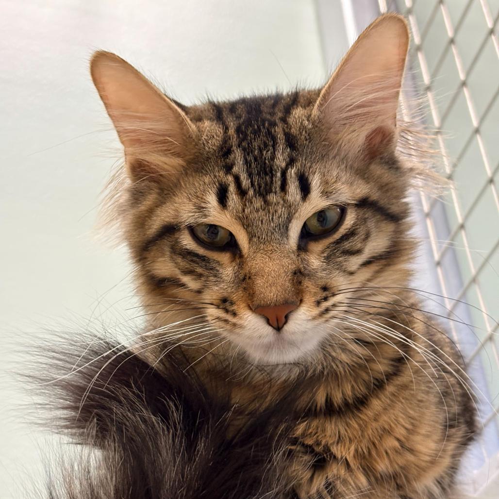 Armani (c2025) — thumbnail 4