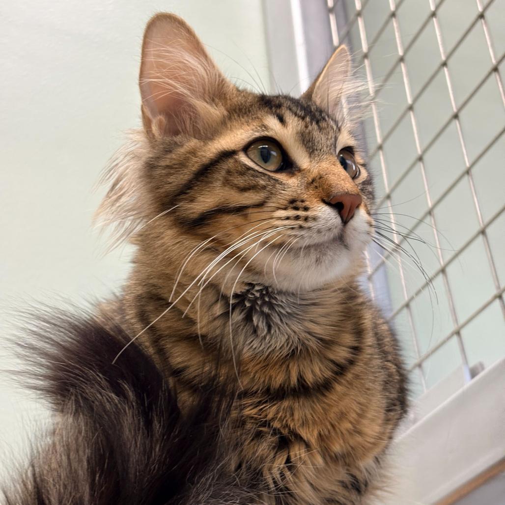 Armani (c2025) — thumbnail 5