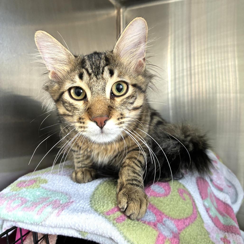 Armani (c2025) — thumbnail 6