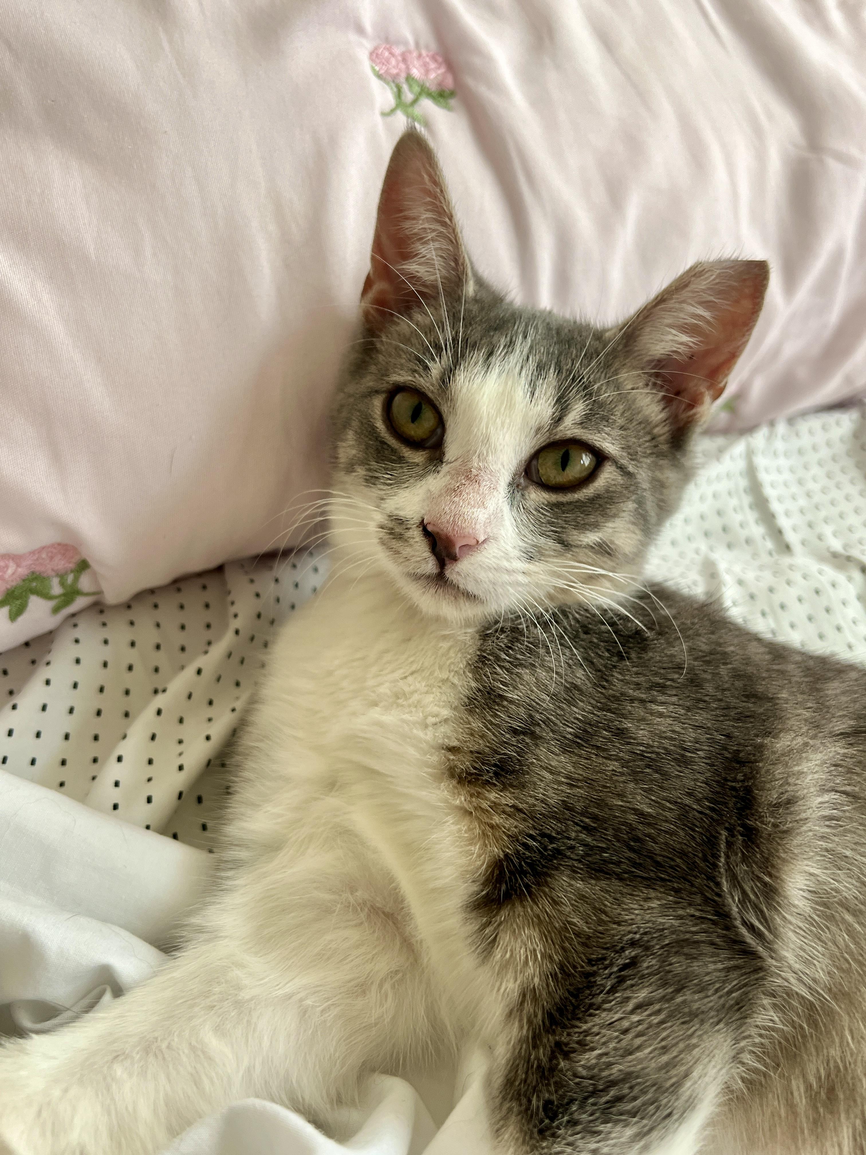 Enlarge Peaches, a Adopted American Shorthair in Round Rock, TX image 5/6