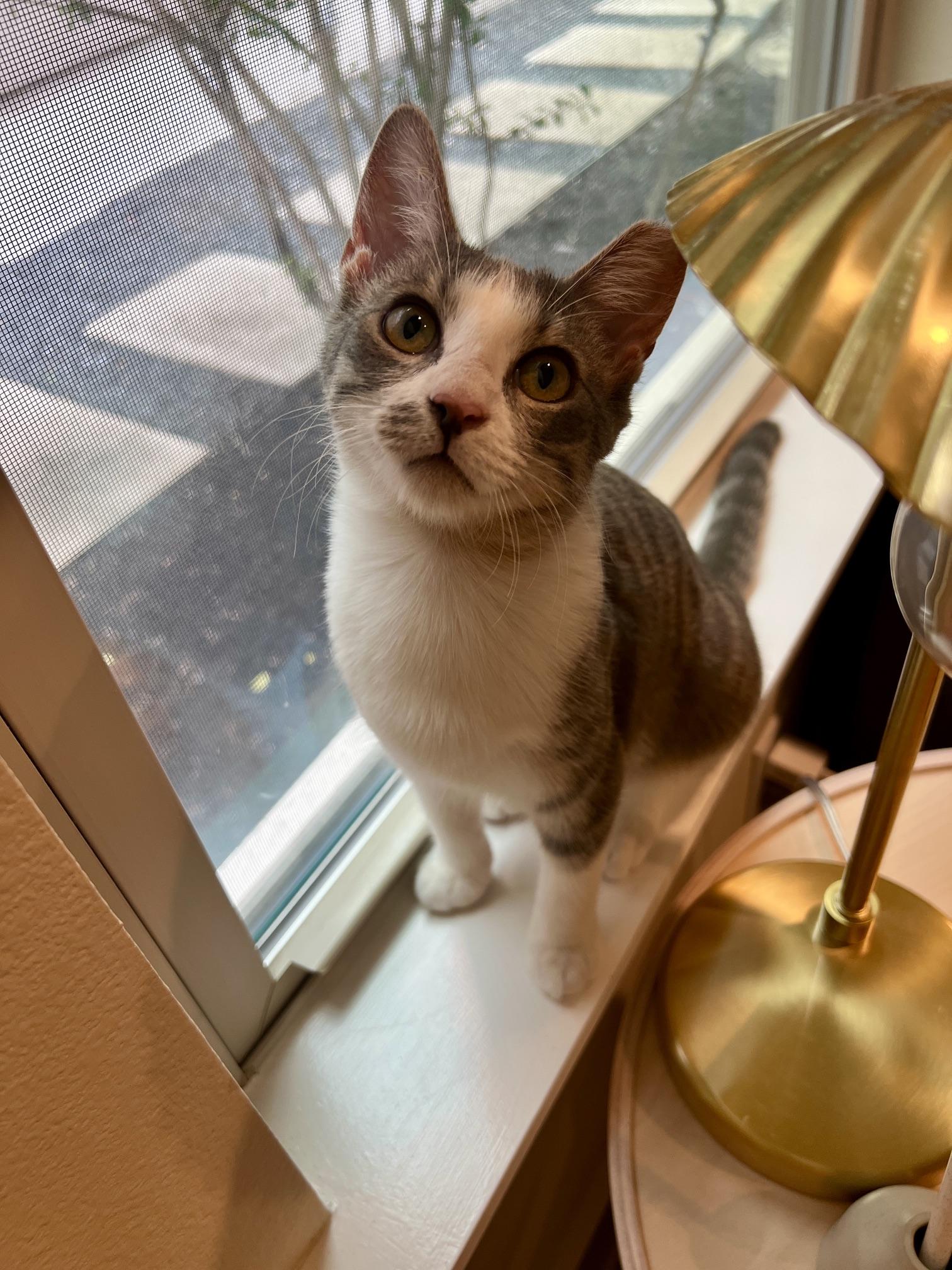 Enlarge Peaches, a Adopted American Shorthair in Round Rock, TX image 1/6