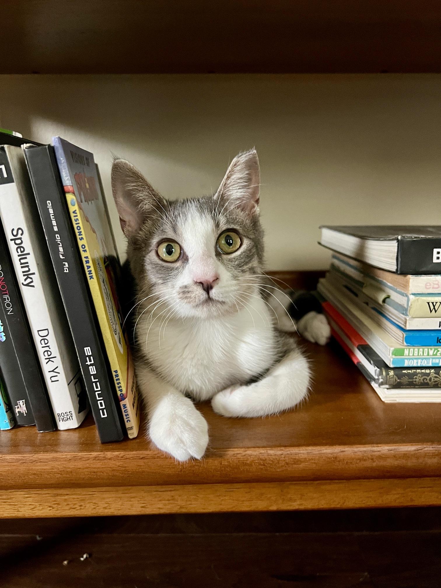 Enlarge Peaches, a Adopted American Shorthair in Round Rock, TX image 3/6
