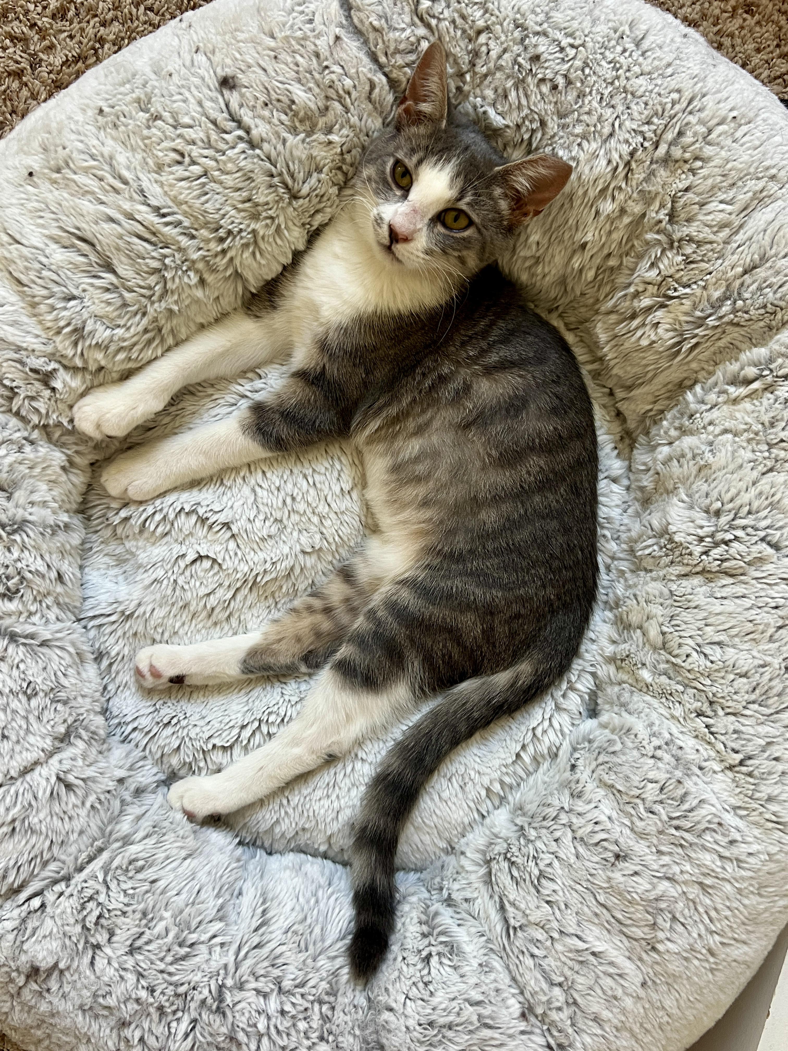 Enlarge Peaches, a Adopted American Shorthair in Round Rock, TX image 2/6