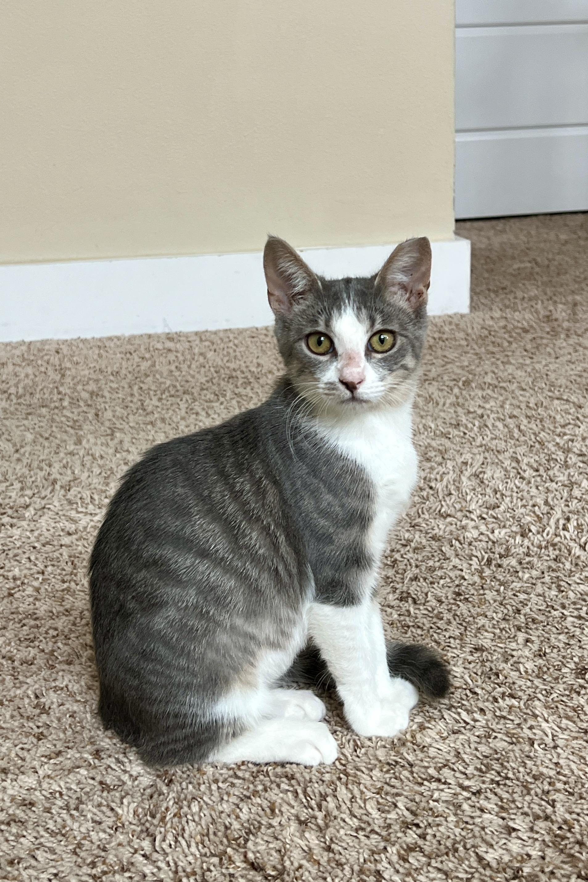Enlarge Peaches, a Adopted American Shorthair in Round Rock, TX image 4/6