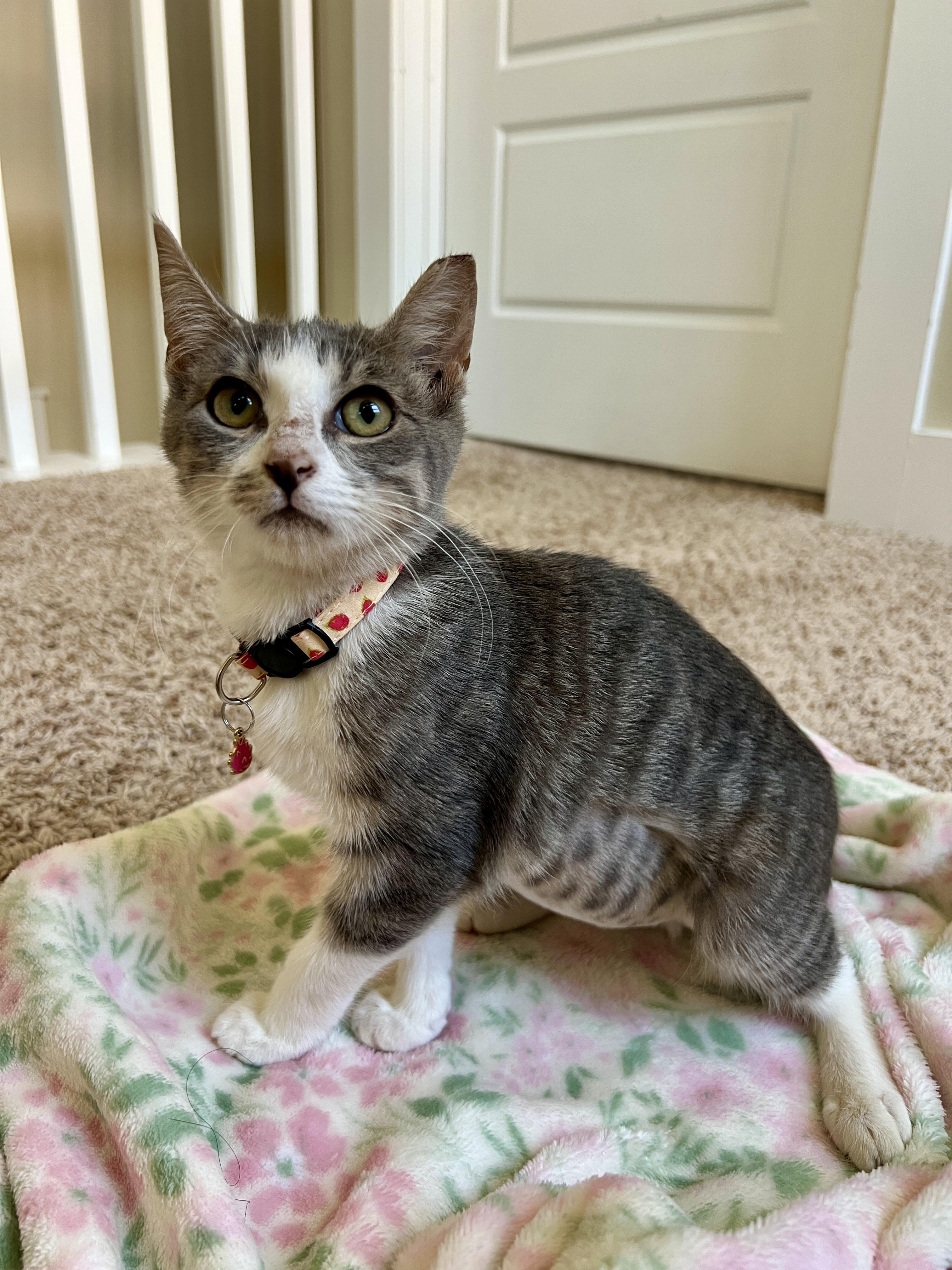 Enlarge Peaches, a Adopted American Shorthair in Round Rock, TX image 6/6