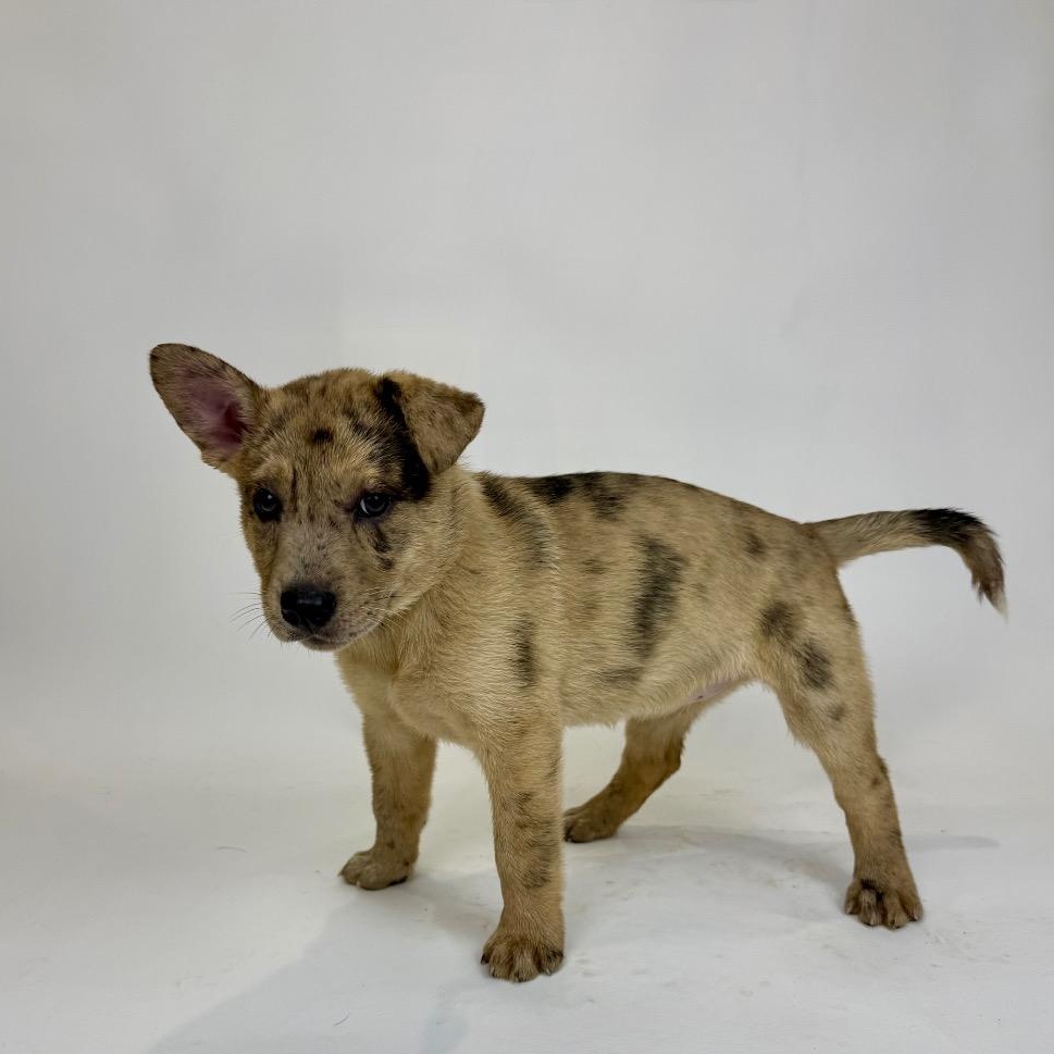 Enlarge Banksy, a Adoptable mixed breed in Alvin, TX image 2/3