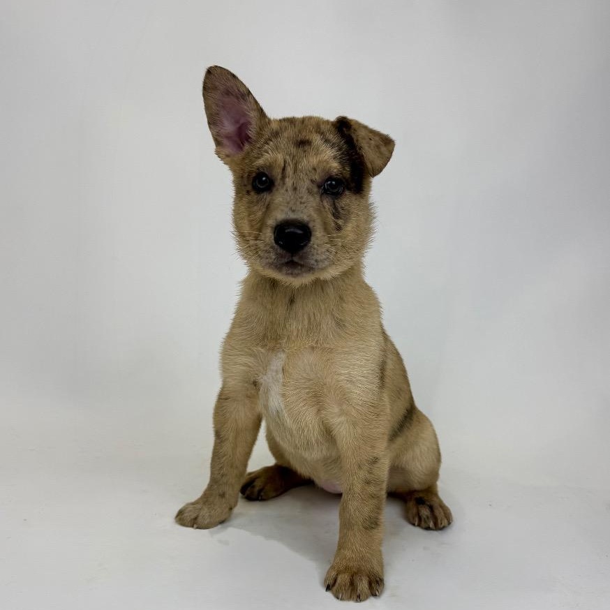 Enlarge Banksy, a Adoptable mixed breed in Alvin, TX image 1/3