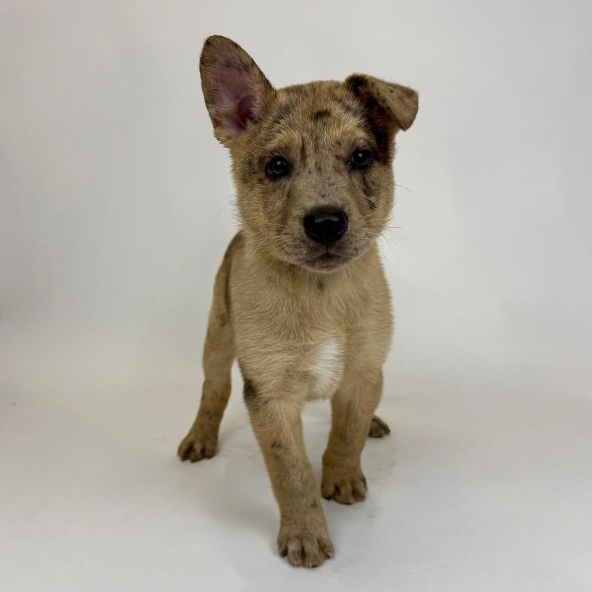Enlarge Banksy, a Adoptable mixed breed in Alvin, TX image 3/3
