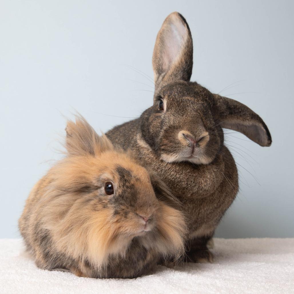 Durian, Adoptable, Adult Female American.