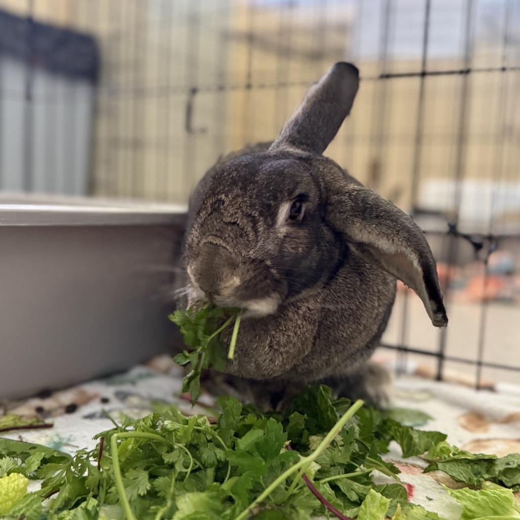 Durian, Adoptable, Adult Female American.
