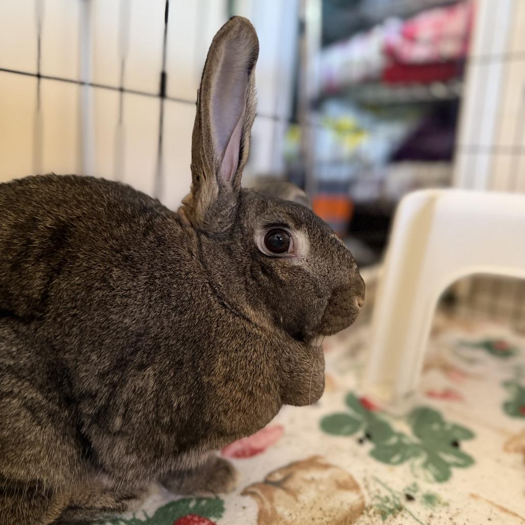 Enlarge Durian, a Adoptable American in Richmond, CA image 4/6