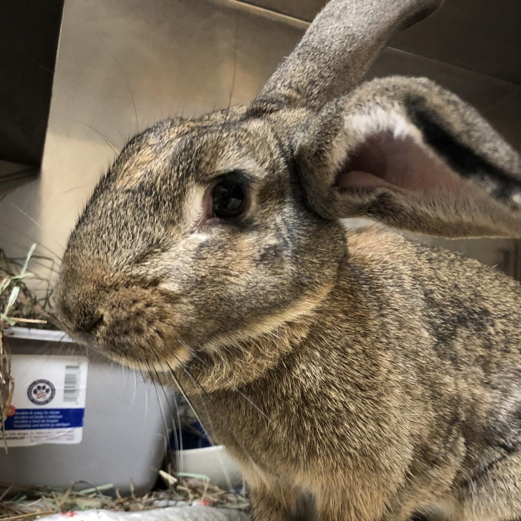 Enlarge Durian, a Adoptable American in Richmond, CA image 5/6
