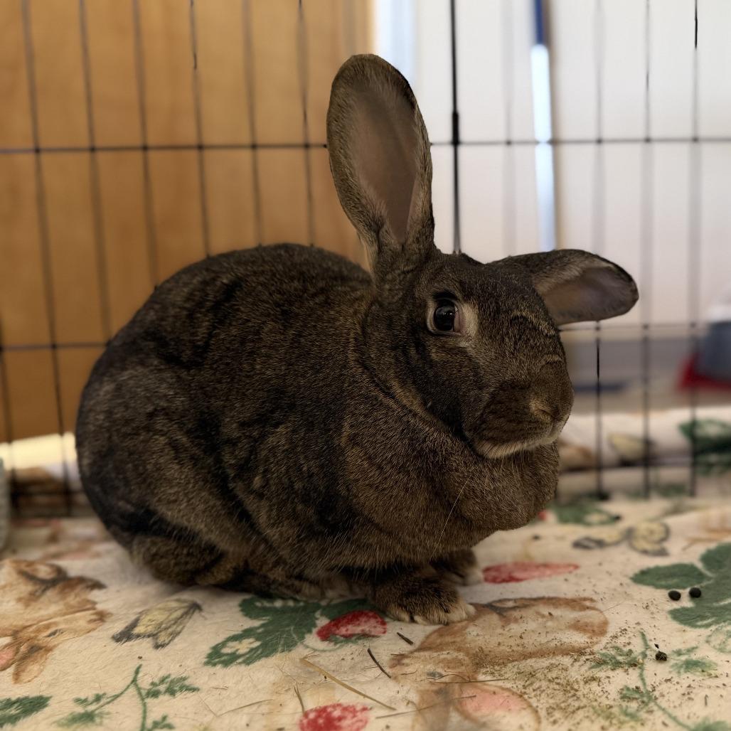 Enlarge Durian, a Adoptable American in Richmond, CA image 6/6