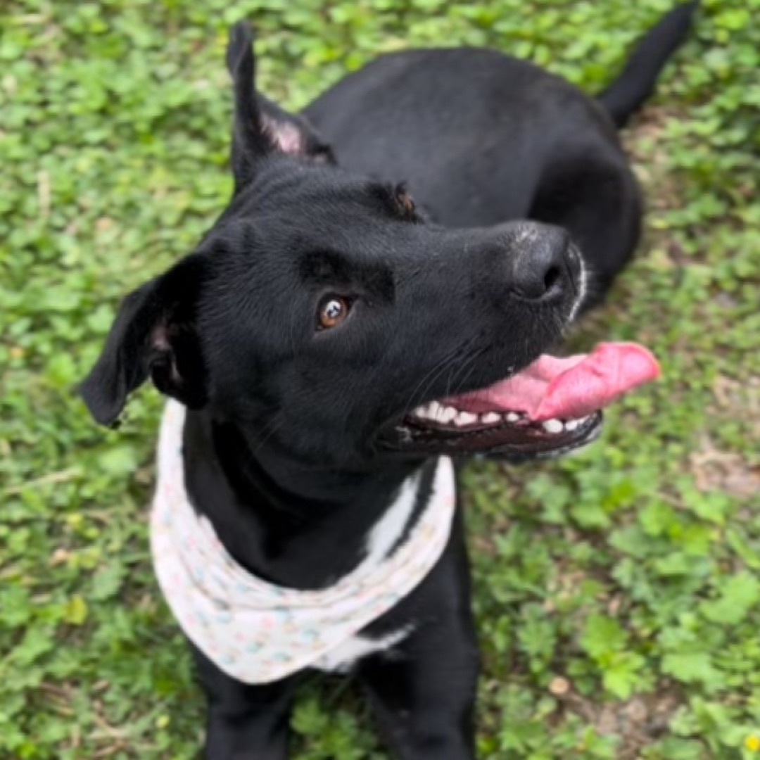 Chelsea — thumbnail 5