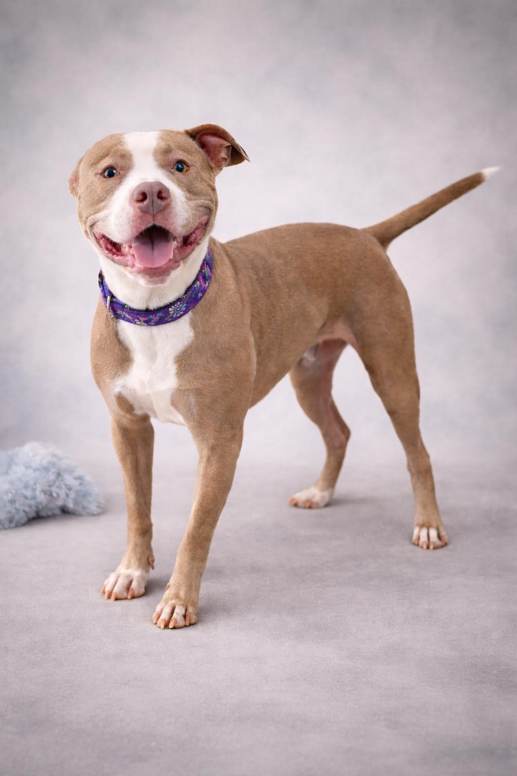 Birdie, Adoptable, Adult Female Pit Bull Terrier.