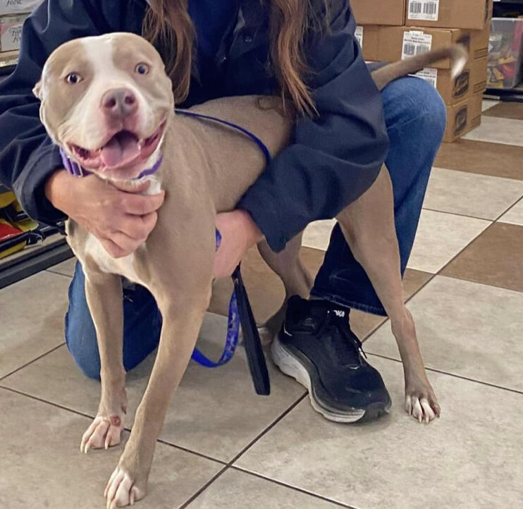 Birdie, a Adoptable mixed breed in Springfield, MO image 1/2