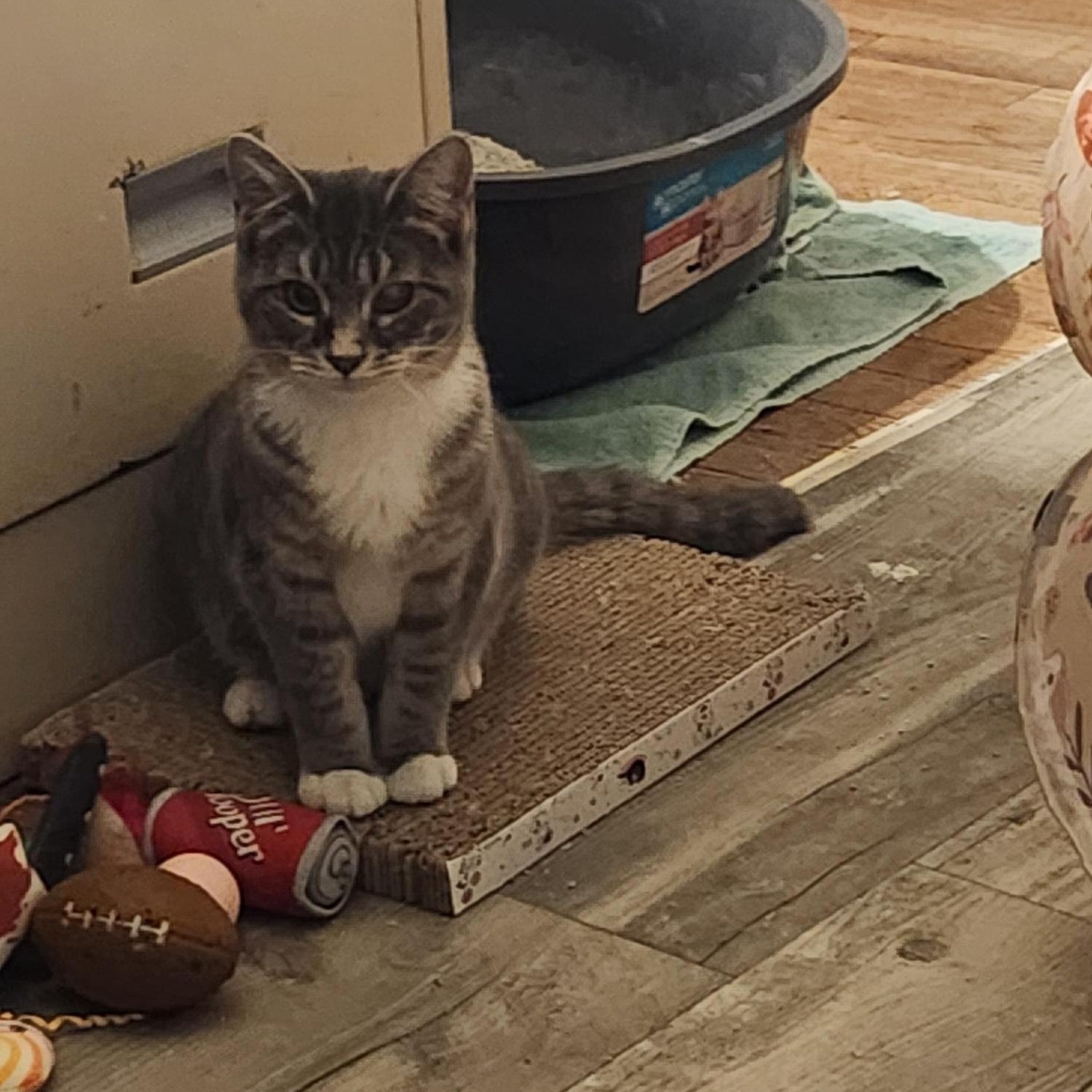 Lexi , a Adoptable Domestic Short Hair in Racine, WI image 4/4