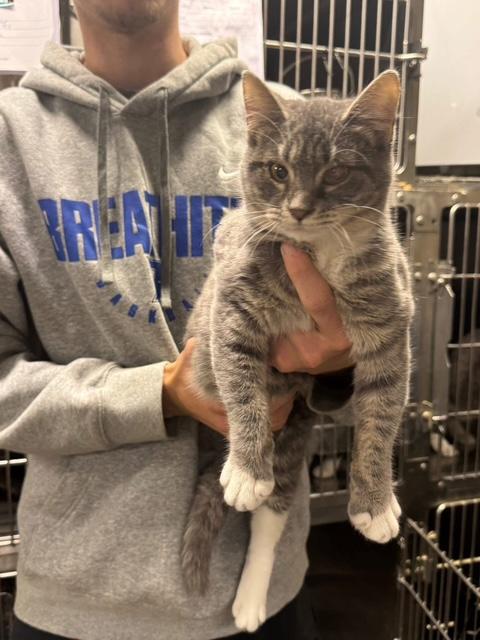 Lexi , a Adoptable Domestic Short Hair in Racine, WI image 3/4