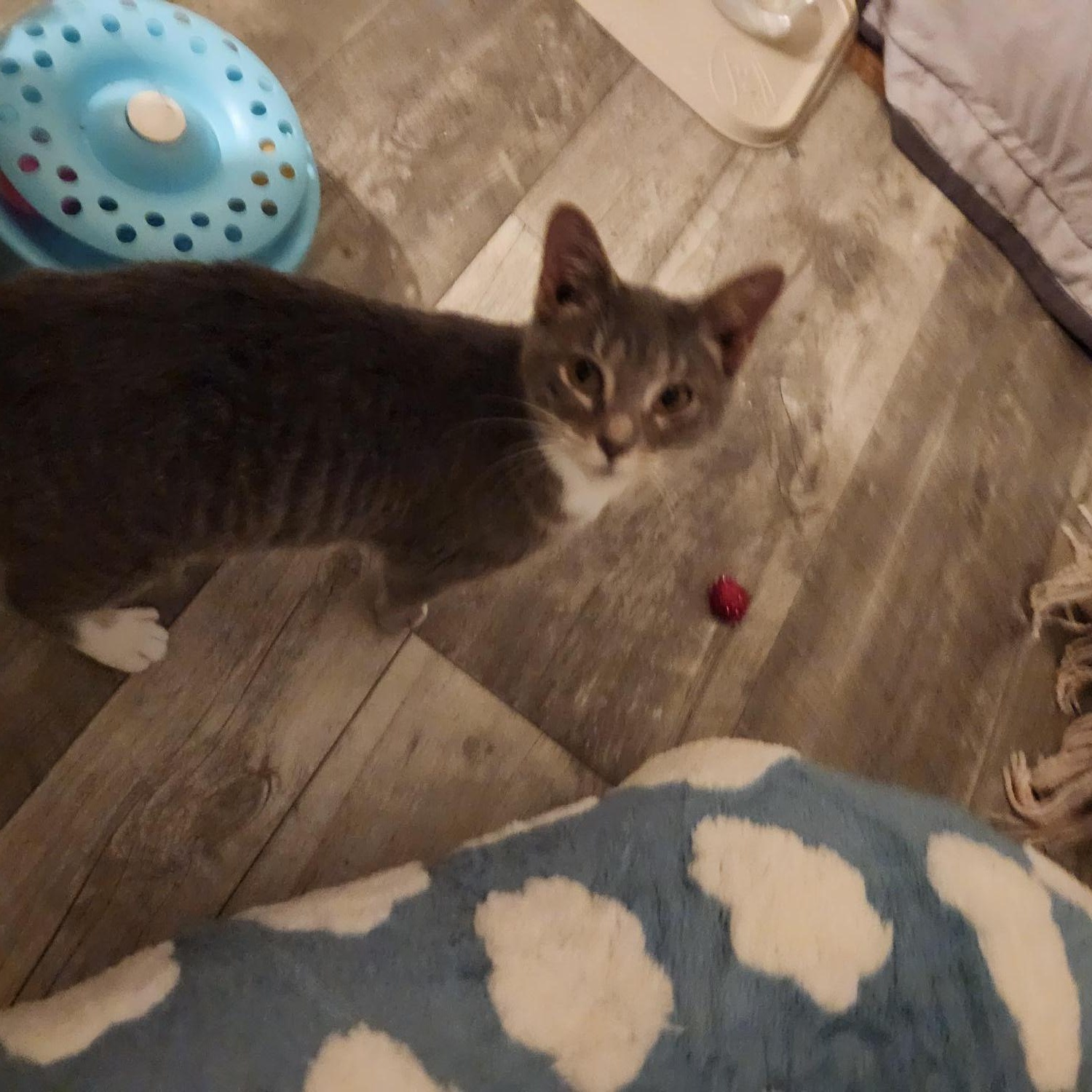 Lexi , a Adoptable Domestic Short Hair in Racine, WI image 2/4