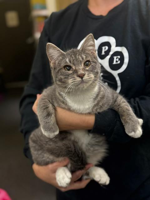 Lexi , Adoptable, Kitten Female Domestic Short Hair.