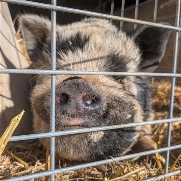 Enlarge Beetlejuice, a Adoptable Pig in Cooperstown, NY image 2/3