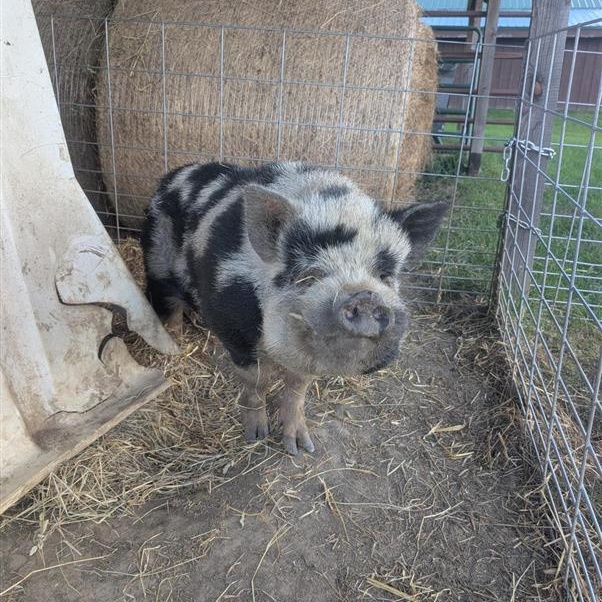 Enlarge Beetlejuice, a Adoptable Pig in Cooperstown, NY image 3/3