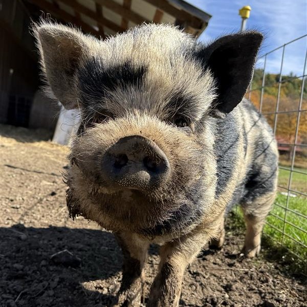 Beetlejuice, Adoptable, Adult Male Pig.
