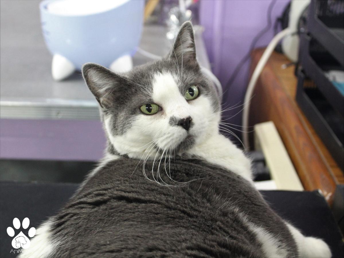 Kitty photo 1