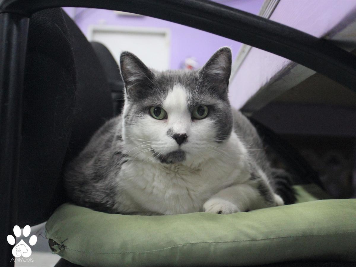 Kitty photo 4