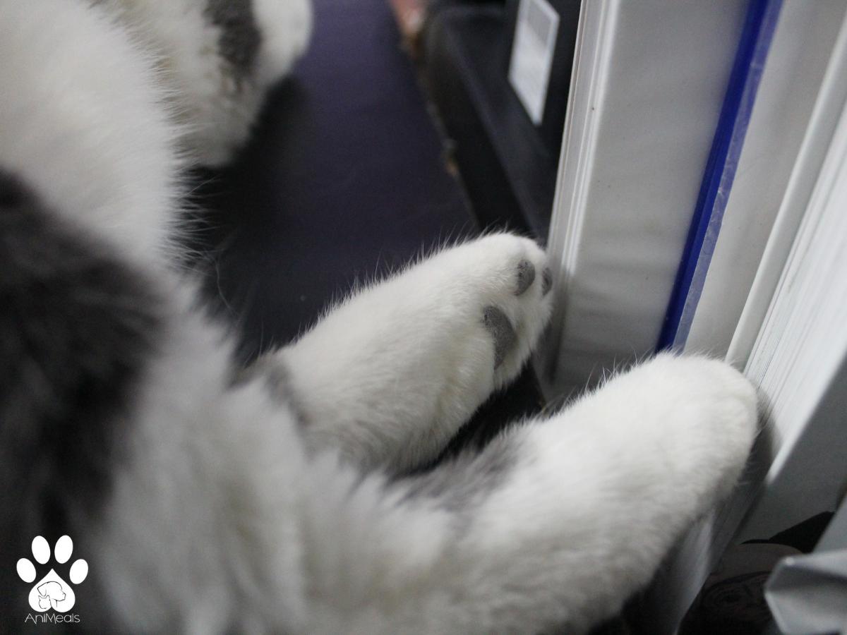 Kitty photo 2