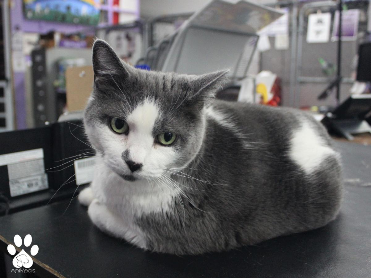Kitty photo 5