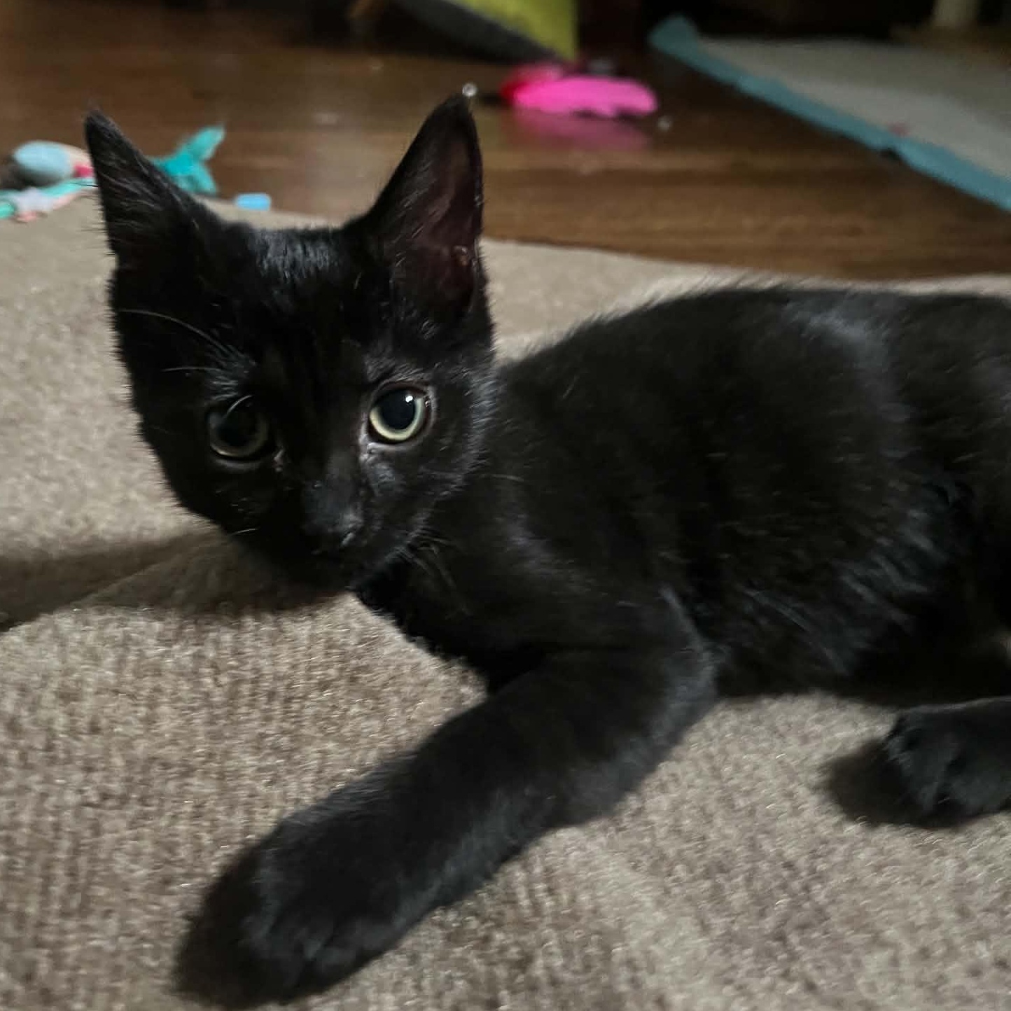 Enlarge Rebecca, a Adoptable Domestic Short Hair in Royal Oak, MI image 5/5