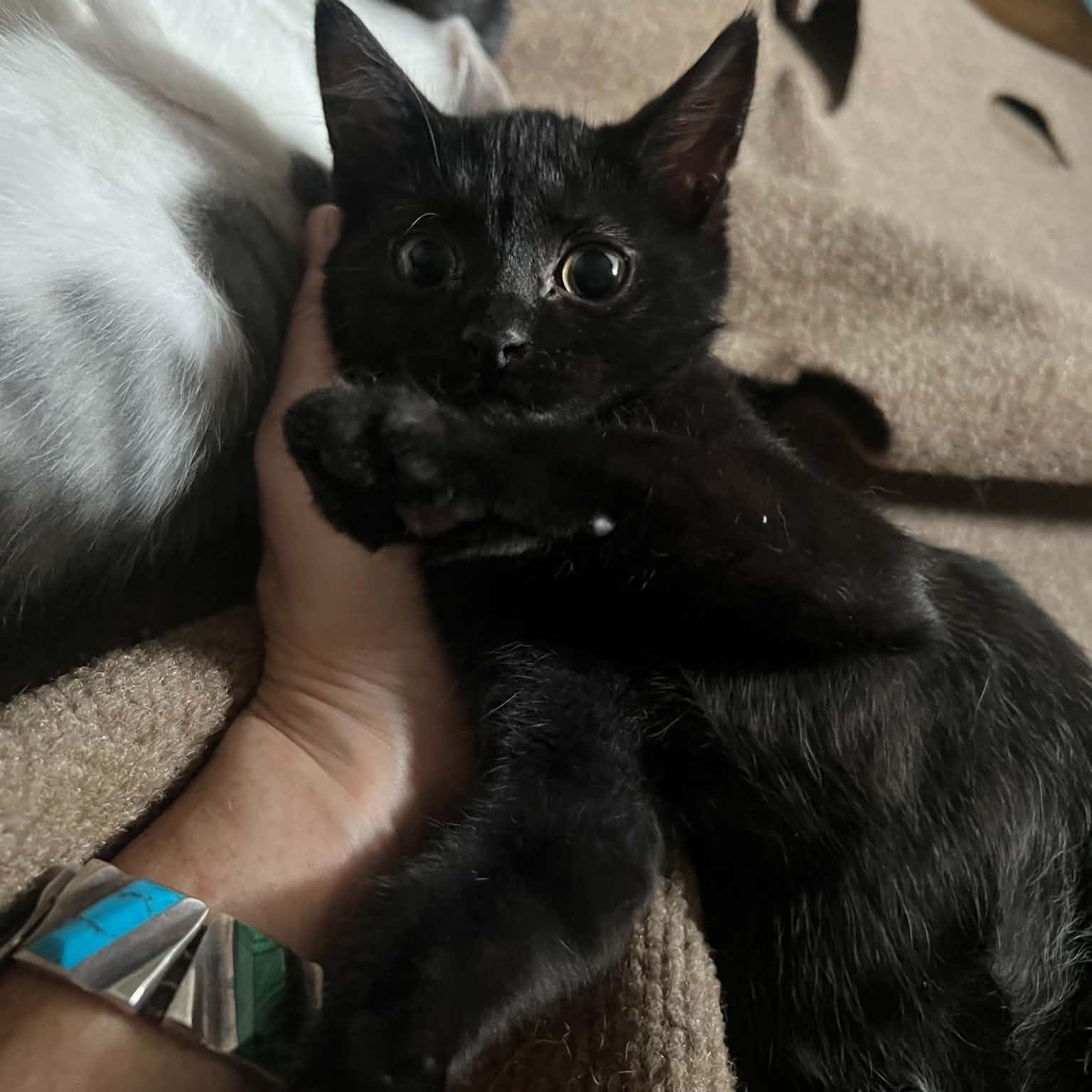 Rebecca, Adoptable, Kitten Female Domestic Short Hair.
