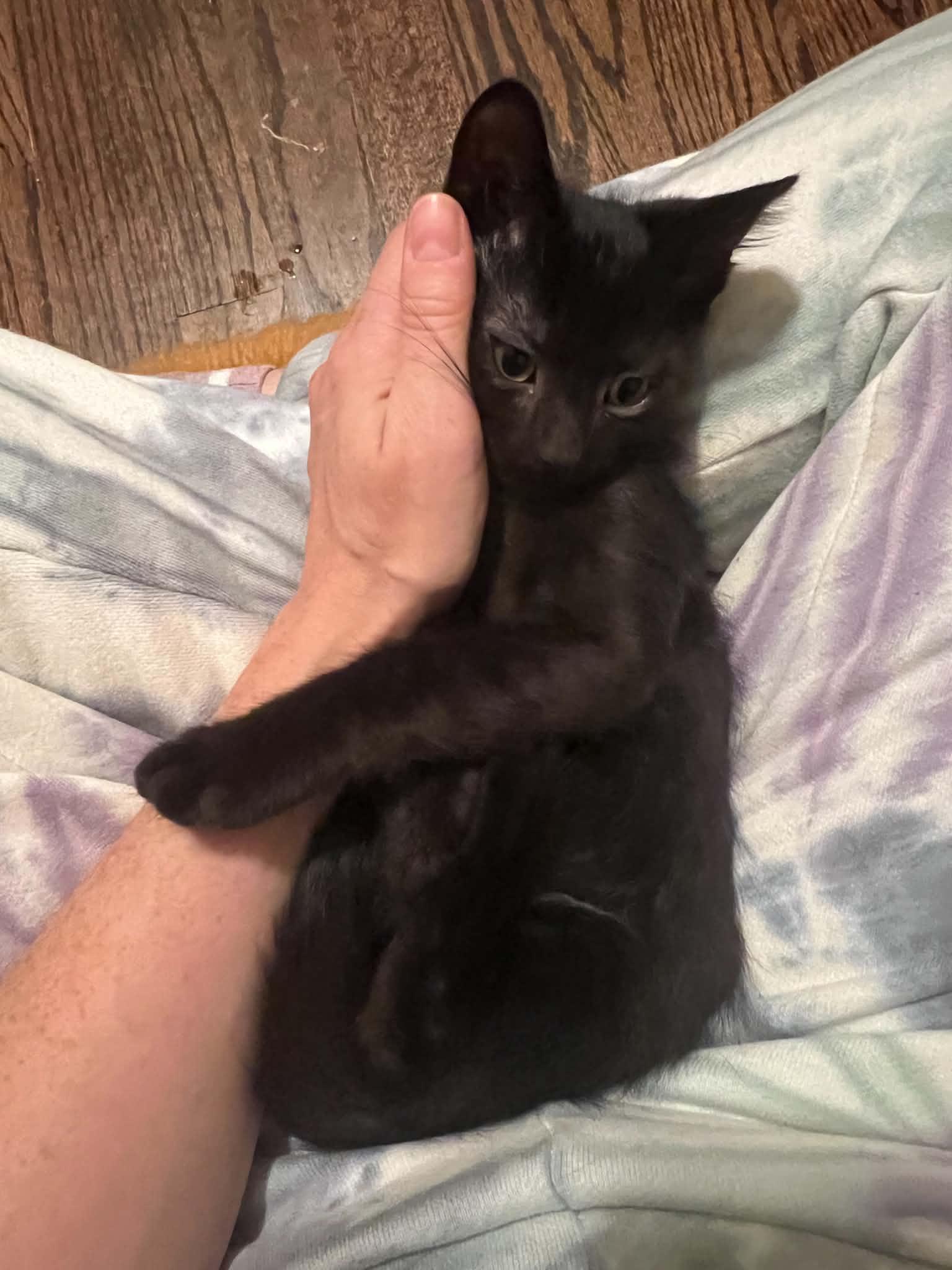 Enlarge Rebecca, a Adoptable Domestic Short Hair in Royal Oak, MI image 2/5
