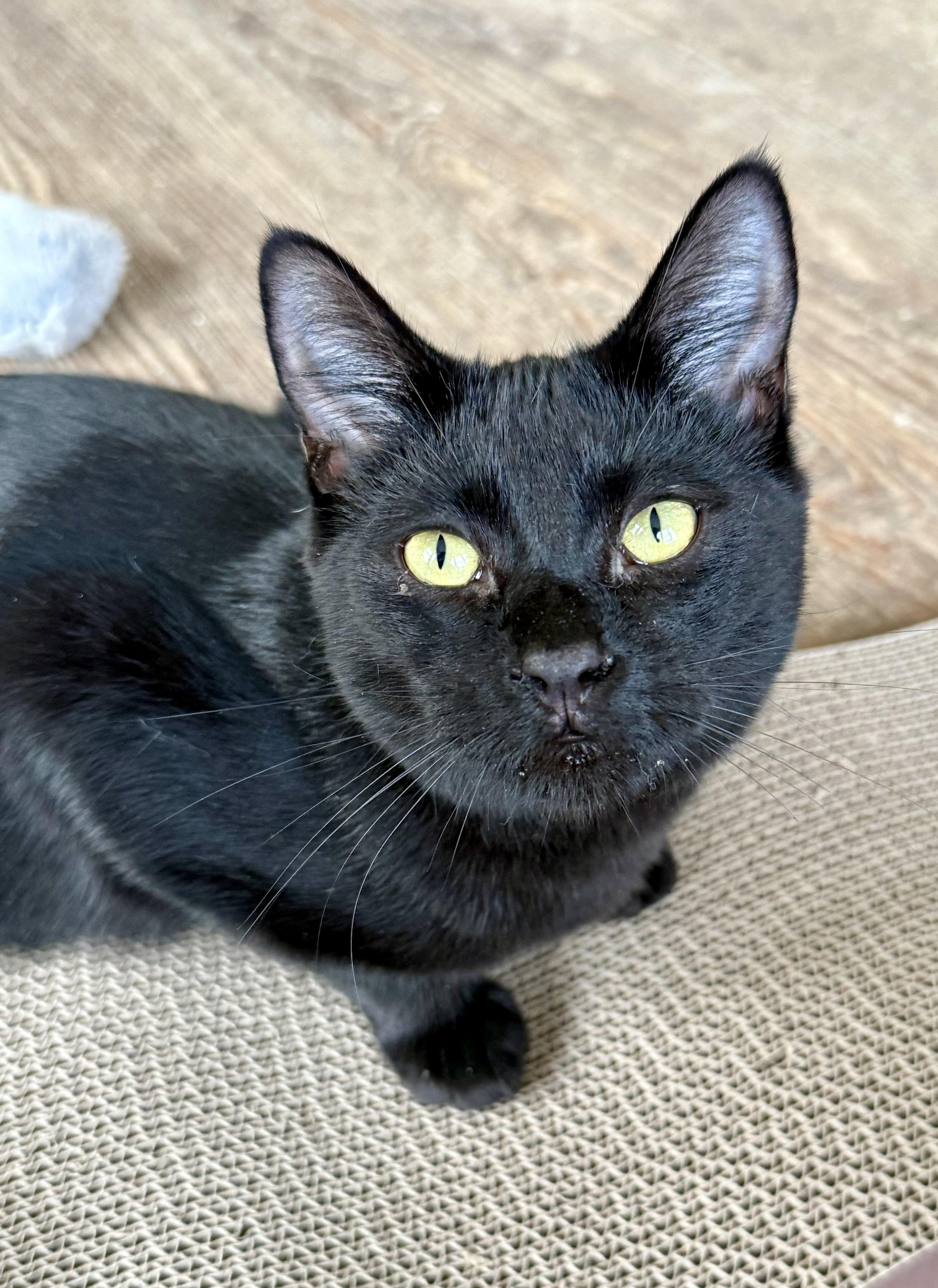 Sally, a Adoptable Domestic Short Hair in Shreveport, LA image 1/3