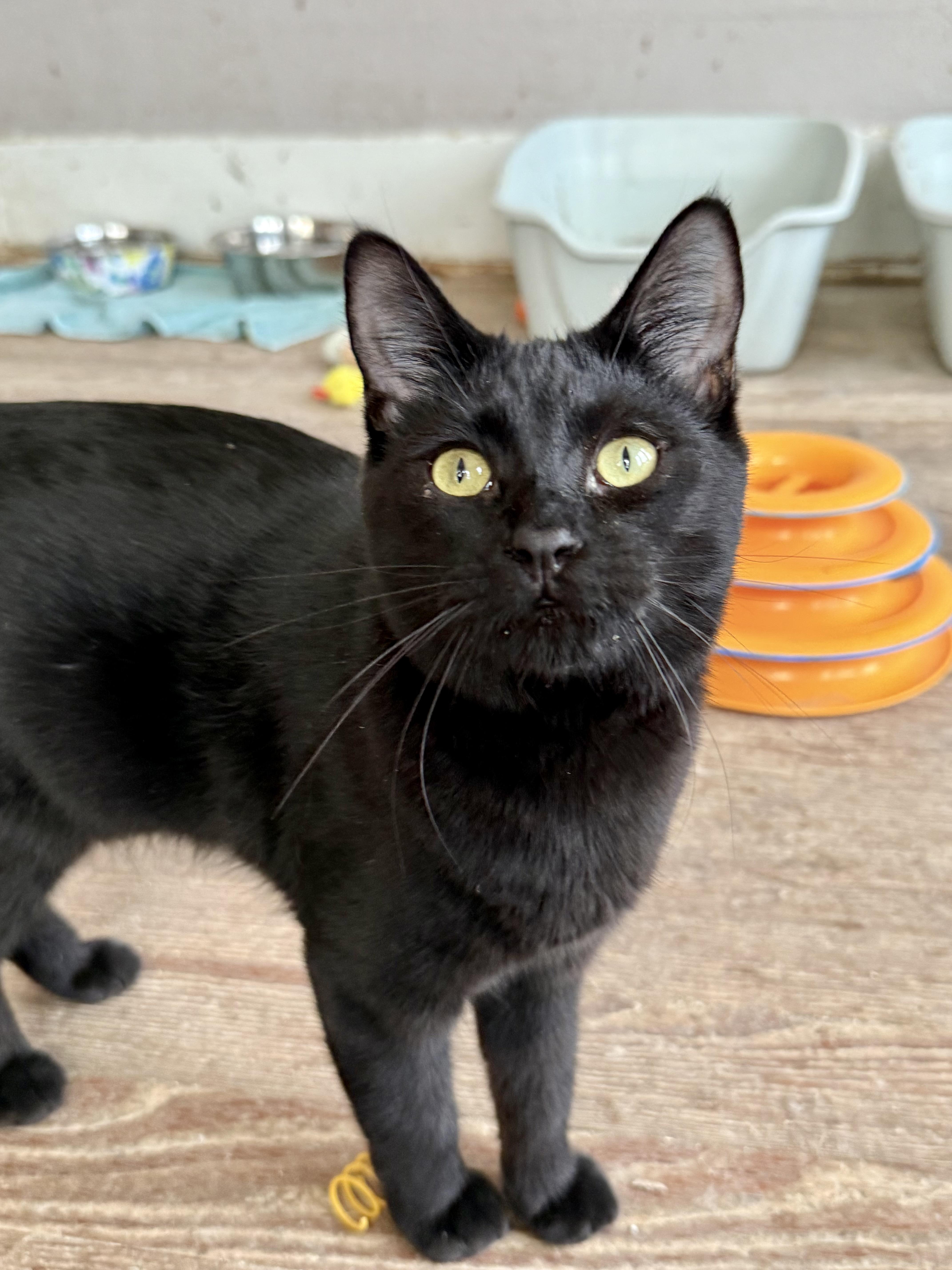 Sally, a Adoptable Domestic Short Hair in Shreveport, LA image 2/3