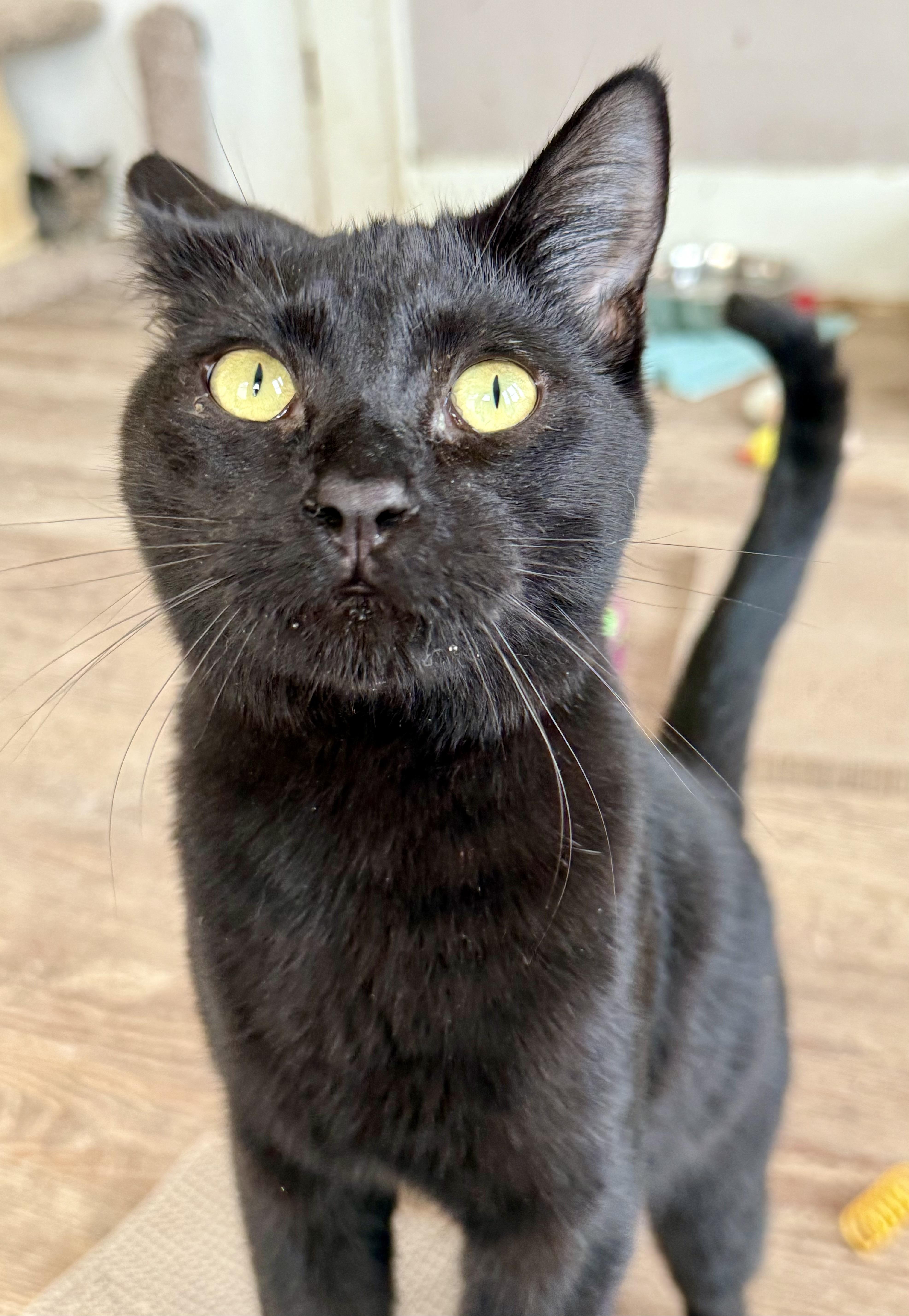 Sally, a Adoptable Domestic Short Hair in Shreveport, LA image 3/3