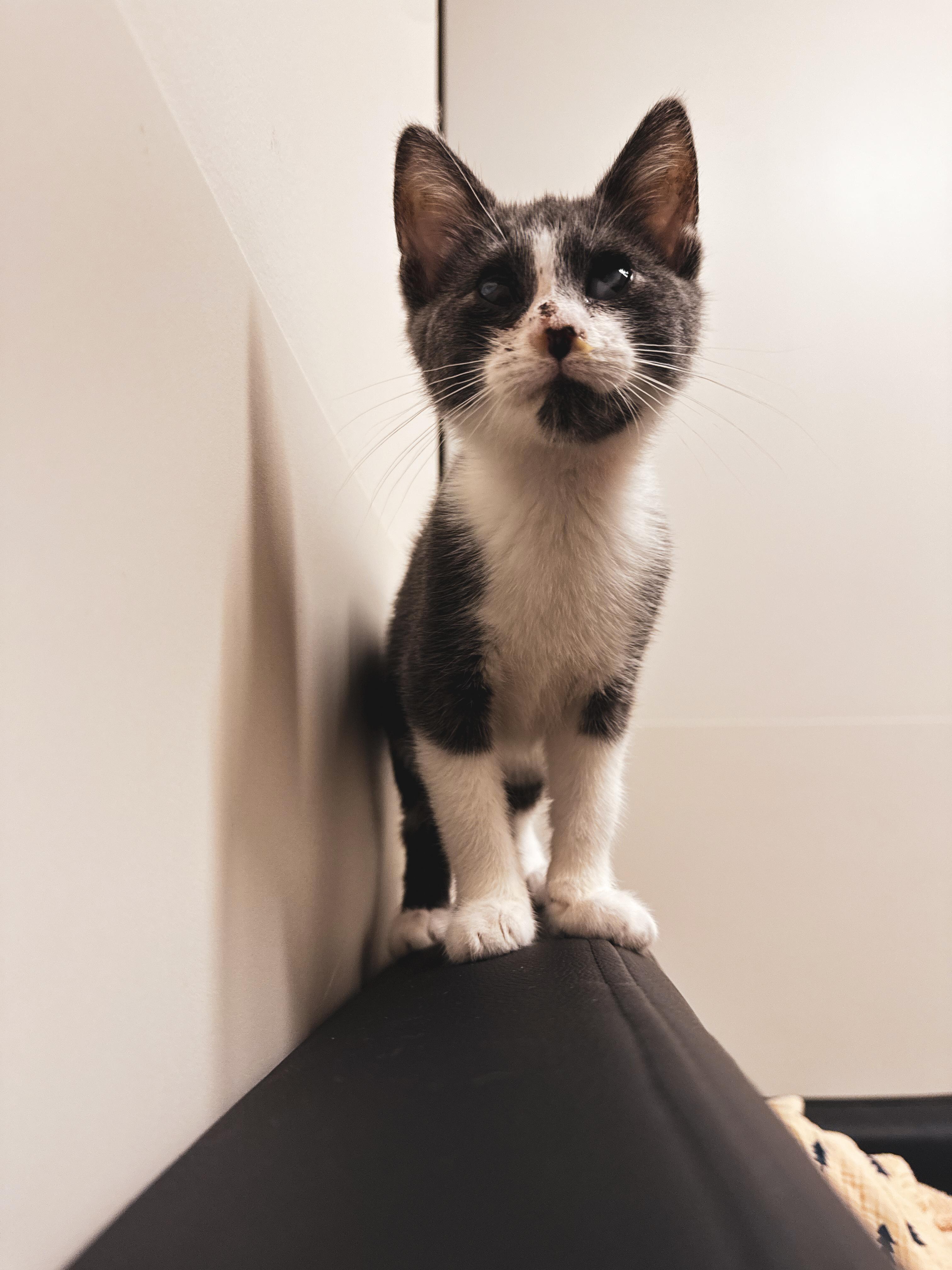 Lyra (Bonded w/ Seran), adopted, Young Female Domestic Short Hair.