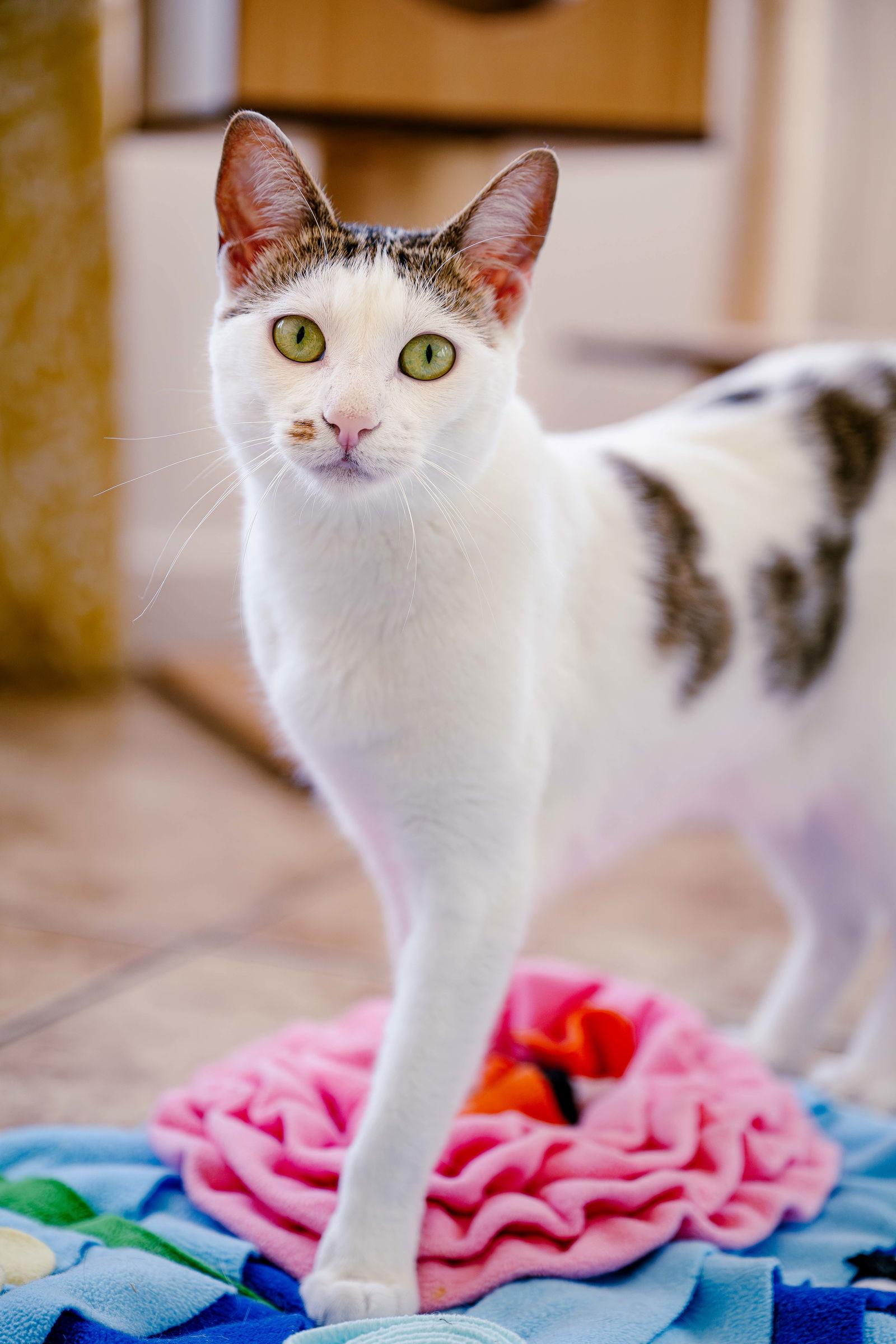 Marcie (bonded w/ Snoopy), a Adoptable mixed breed in San Jose, CA image 1/3