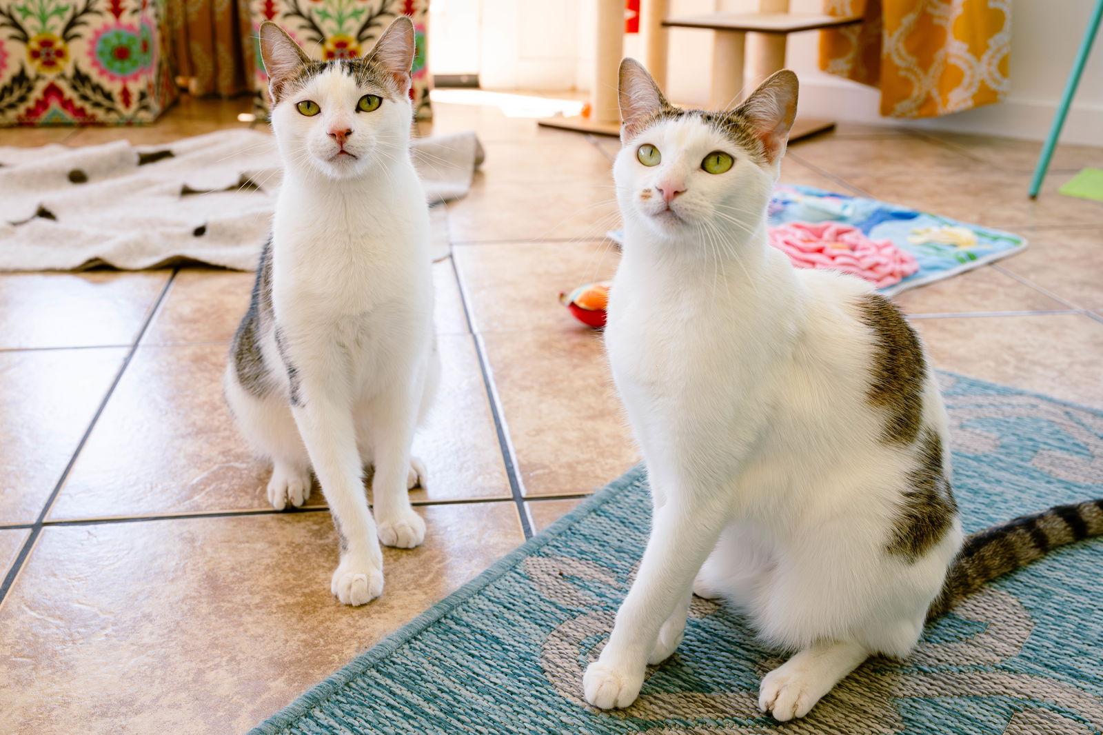 Marcie (bonded w/ Snoopy), a Adoptable mixed breed in San Jose, CA image 2/3