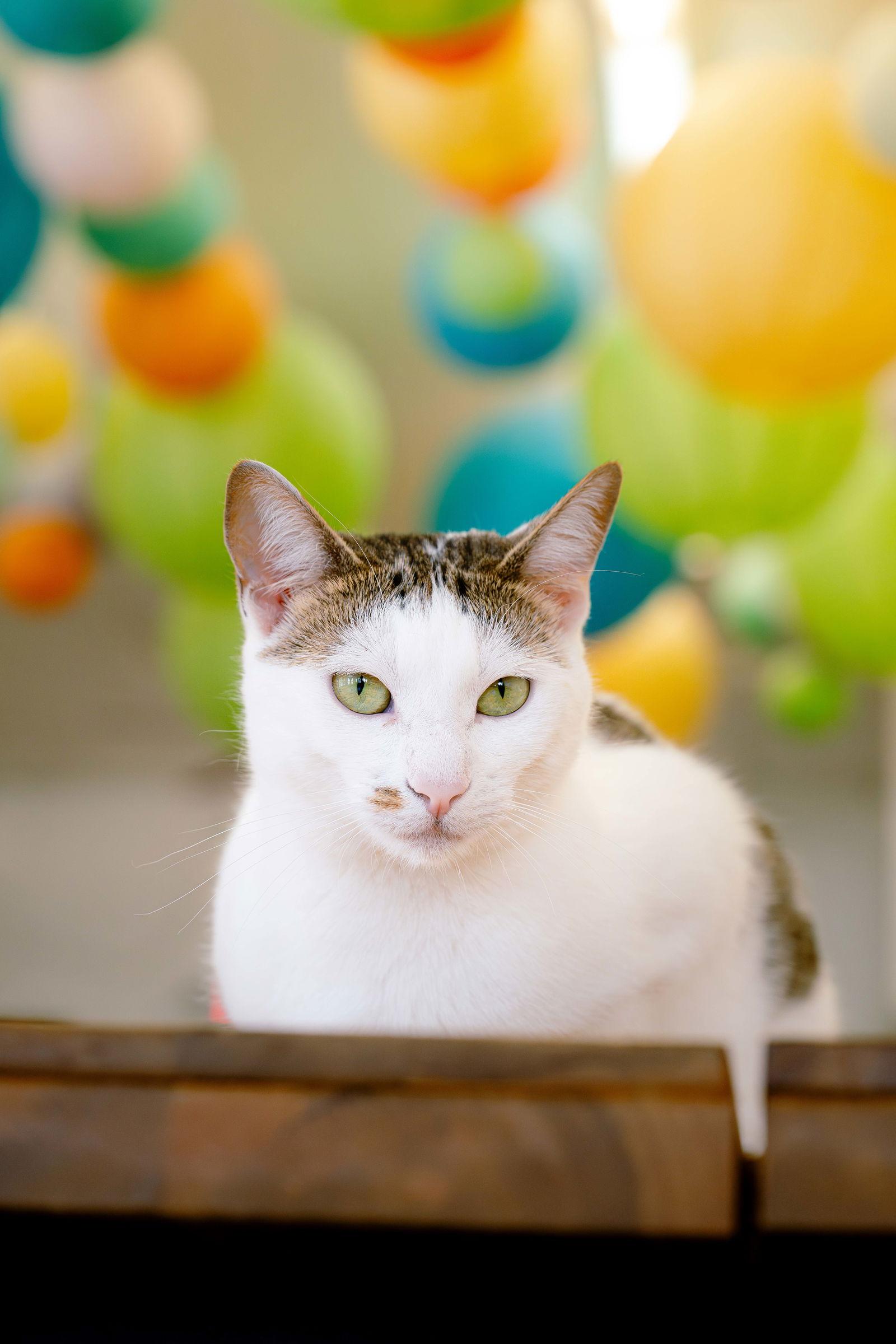 Marcie (bonded w/ Snoopy), a Adoptable mixed breed in San Jose, CA image 3/3