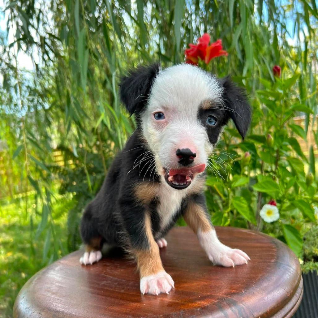 Decaf, a Adoptable Border Collie in Jackson, MO image 1/6