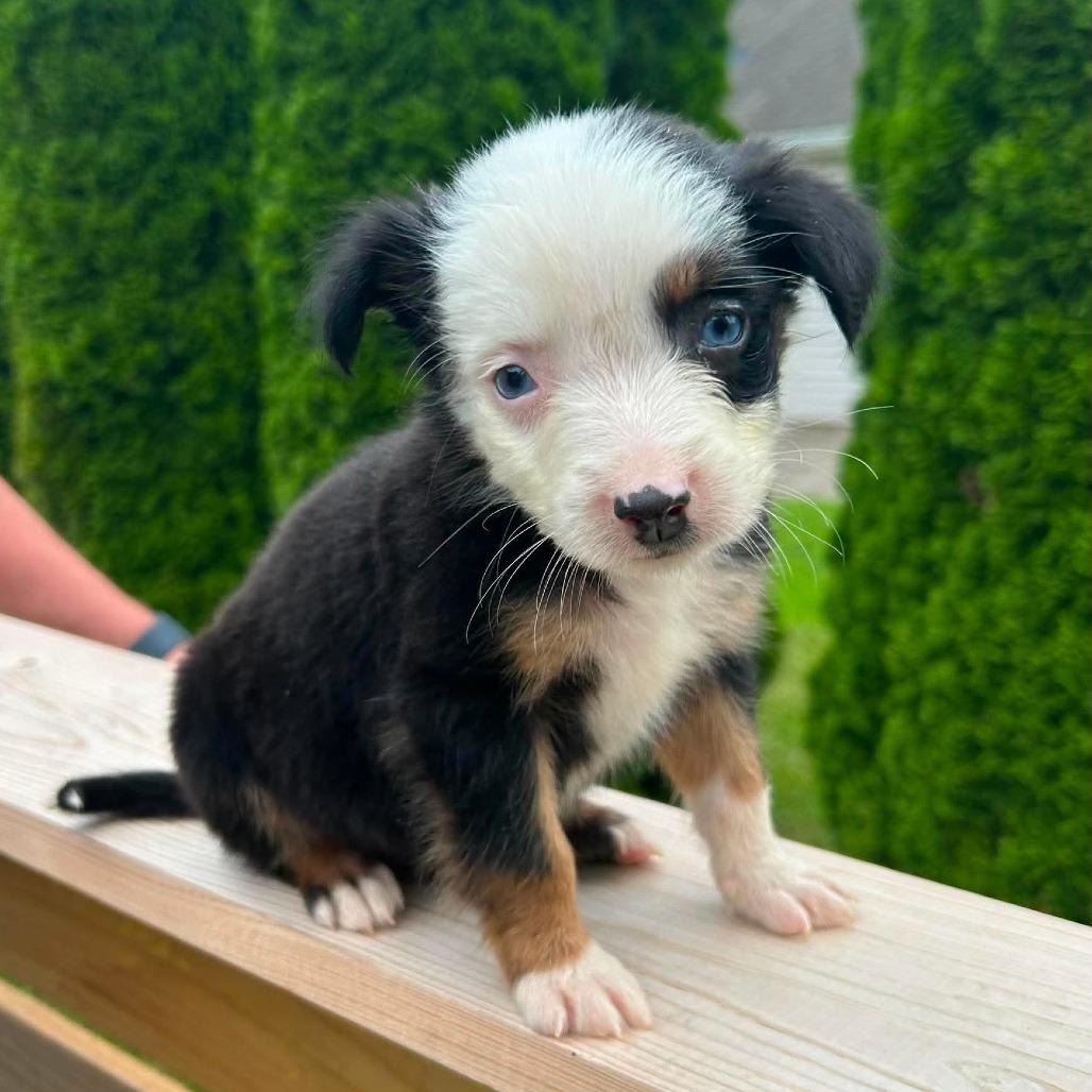 Decaf, a Adoptable Border Collie in Jackson, MO image 2/6
