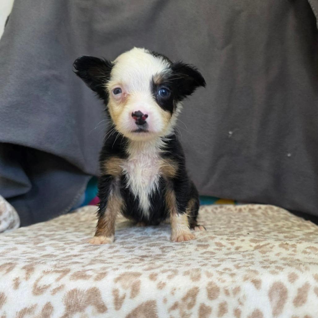 Decaf, a Adoptable Border Collie in Jackson, MO image 3/6