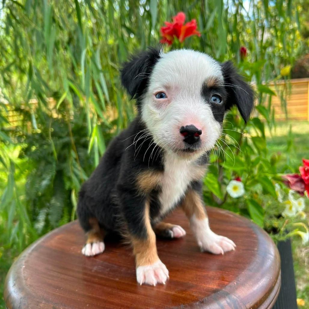 Decaf, a Adoptable Border Collie in Jackson, MO image 4/6
