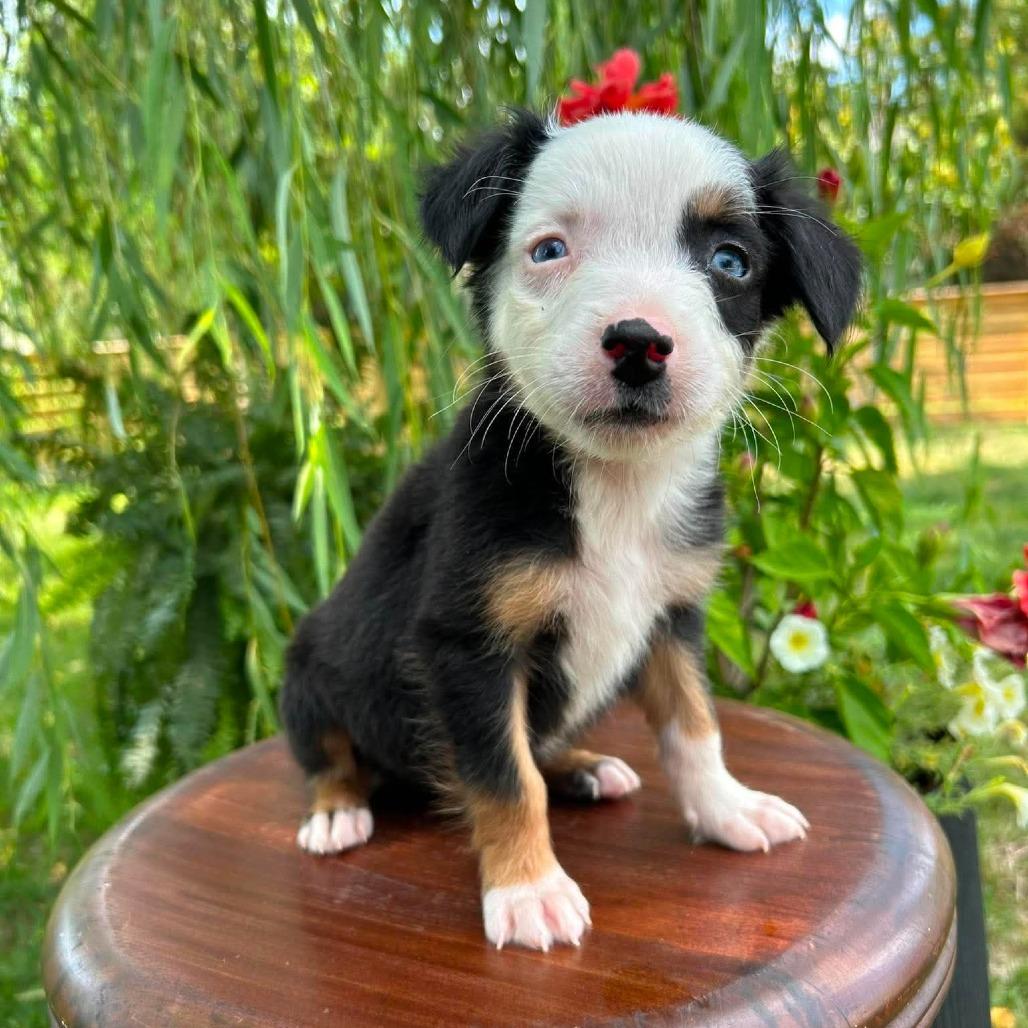 Decaf, a Adoptable Border Collie in Jackson, MO image 5/6